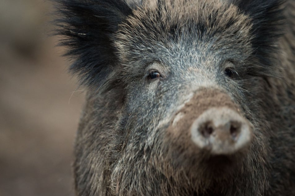 Fast täglich werden in den betroffenen hessischen Gebieten Kadaver von infizierten Wildschweinen gefunden. (Symbolbild)