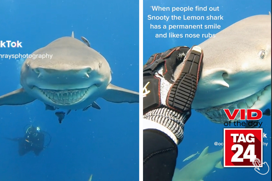 Today's Viral Video of the Day features a smiling shark named Snooty!