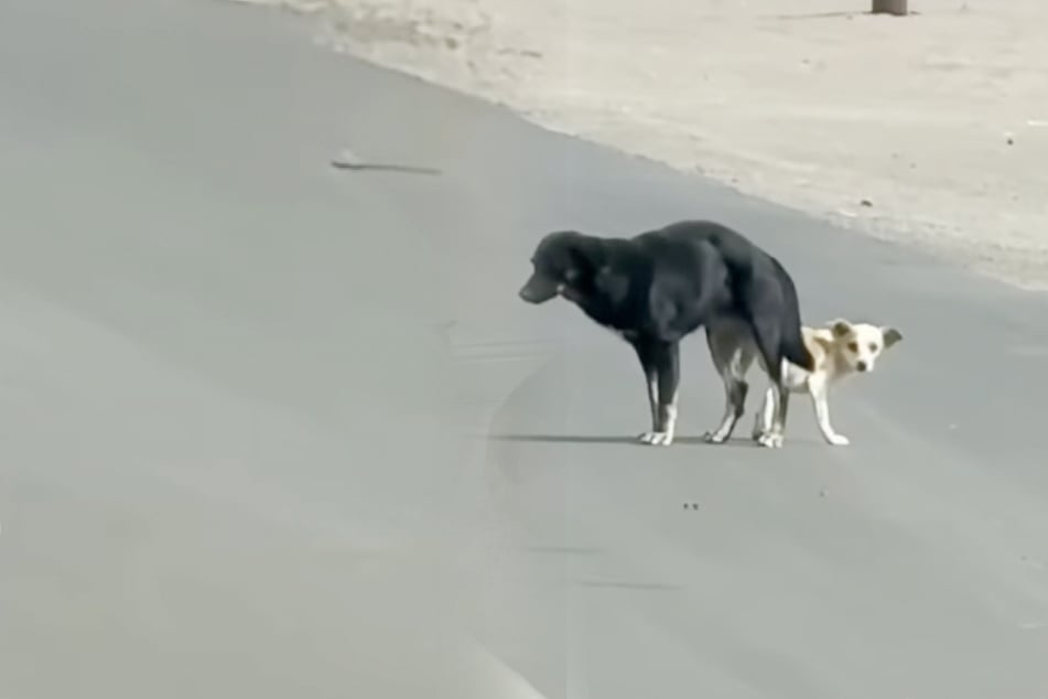 Als Paar sieht, wie Hunde auf Straße zusammenhängen, trifft es eine herzzerreißende Entscheidung
