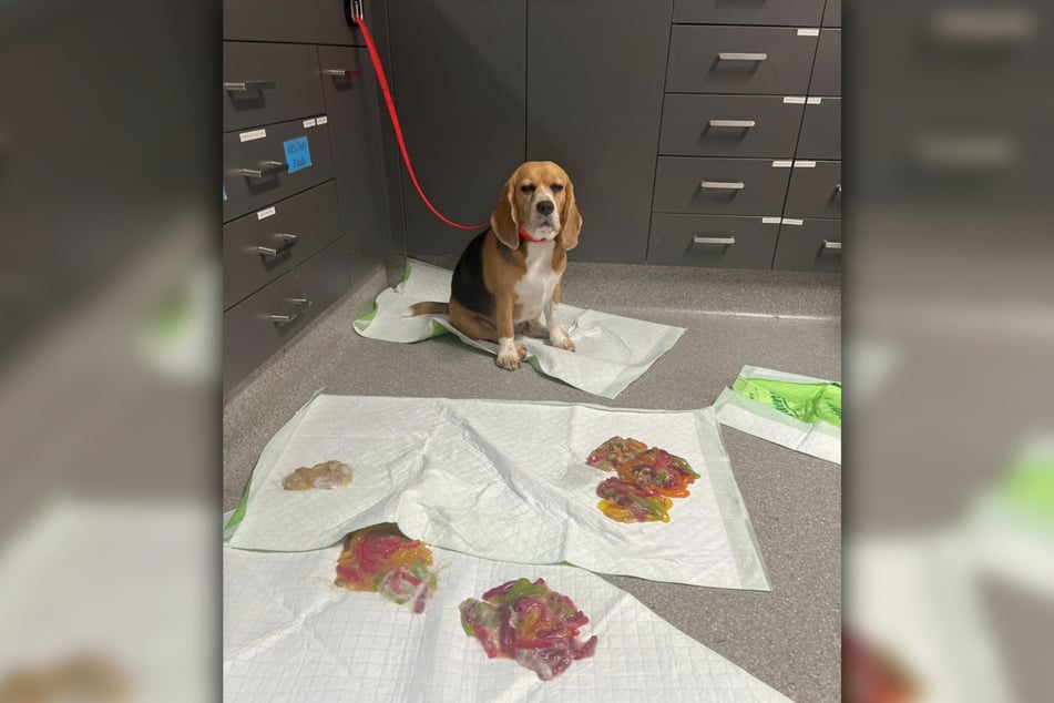 Beagle-Hündin Scooter machte sich am Süßigkeitenvorrat ihrer Besitzer zu schaffen.