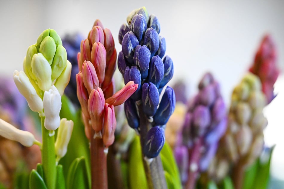 Ob weiß, rosa oder blau - Hyazinthen verhelfen dem Frühling zu starkem Duft.