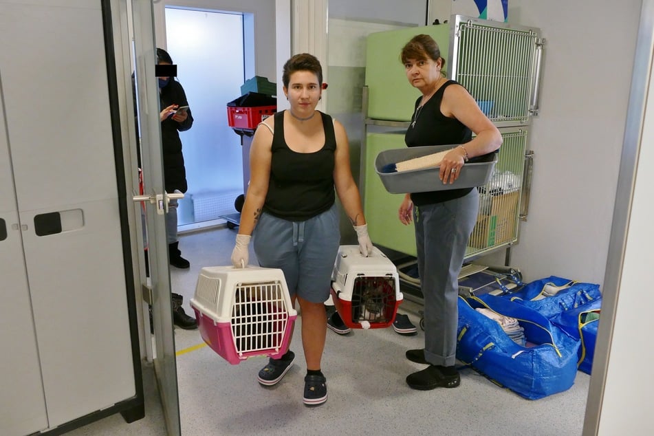 Neue Katzen kommen bei den Pflegerinnen im Münchner Tierheim an.