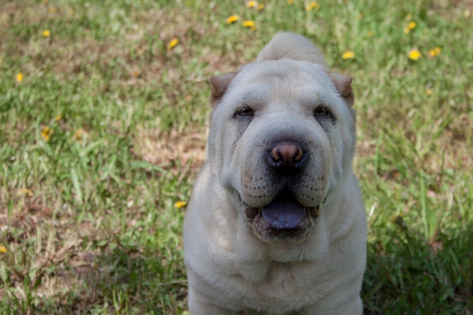 Weißes Fell ist bei Shar-Peis selten, aber die blaue Zunge ist charakteristisch bei dieser Hunderasse.