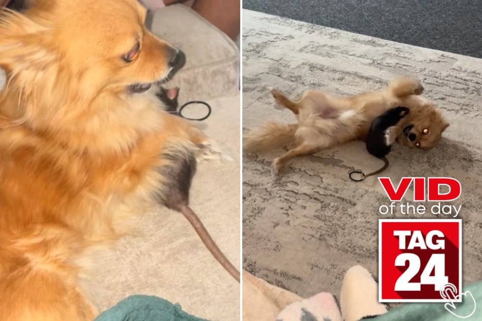This Chihuahua and rat just had the most unexpected wrestling match - and the internet is obsessed.