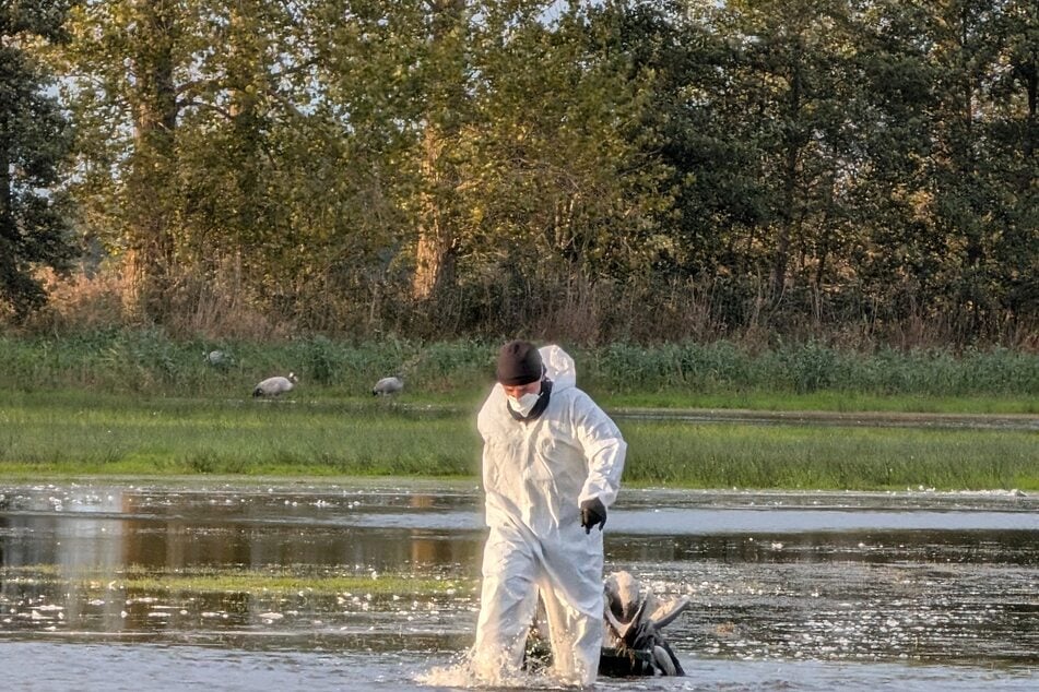 Mitarbeiter des Veterinär- und Umweltamt finden derzeit keine Ruhe. (Symbolbild)