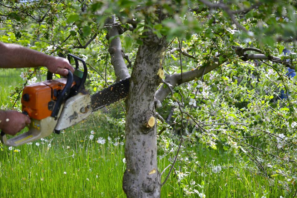 Braucht man eine Genehmigung zum Bäumefällen? Für Obstbäume meistens nicht.