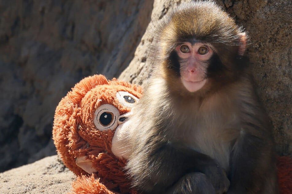 Two Americans were arrested in Japan for a stunt in Punch the monkey's enclosure.