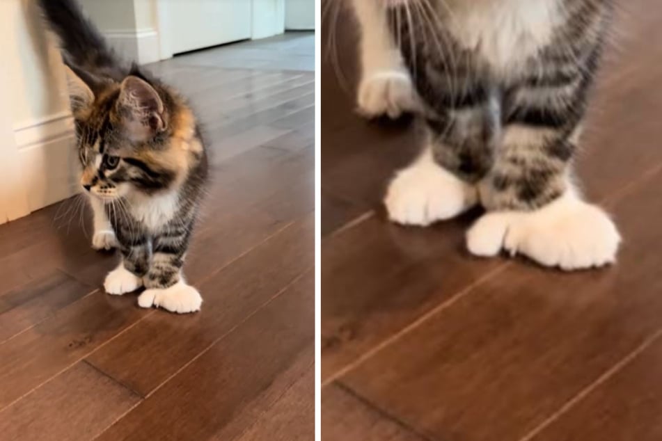Kitten with "mittens" has TikTok smitten!