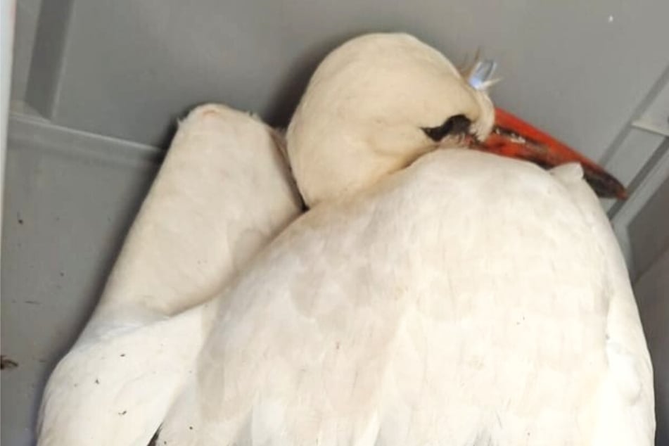 Storch fällt von Kirchendach: Tierarzt macht erschreckende Entdeckung