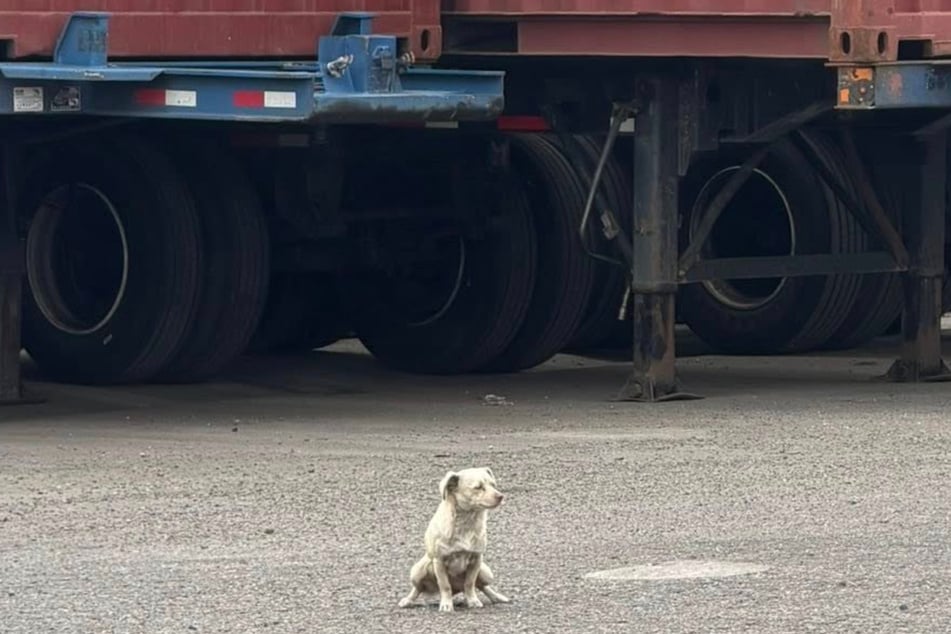 Diese kleine Hündin saß zwischen den Lkw - eine Rettung lehnte sie tagelang ab.