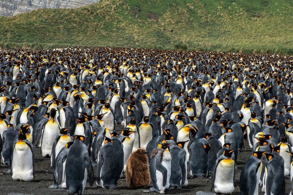 Emperor penguins, aka Aptenodytes forsteri, number about a quarter of a million breeding pairs, all in Antarctica, according to a 2020 study.