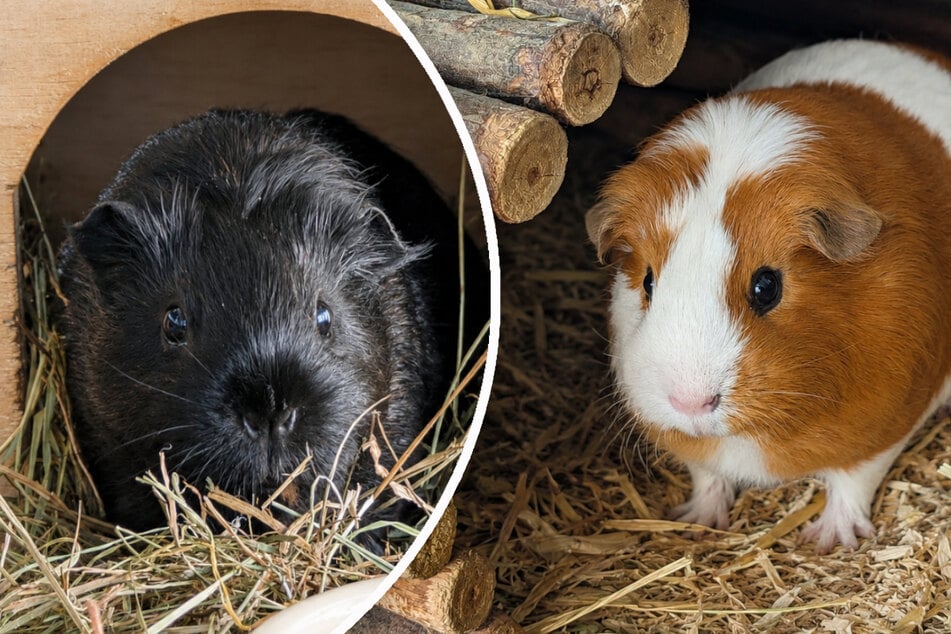 Meerschweinchen mit Persönlichkeit: "The Rock" und Freundin hoffen auf Happy End