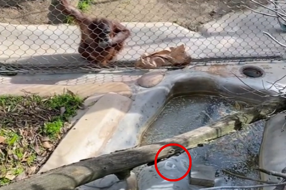 Ein kleiner Junge (1) lässt sein Fläschchen im Zoo fallen, der "Menschen-Gegenstand" kullert genau vor das Orang-Utan-Gehege und bringt ein kluges Äffchen auf eine Idee.