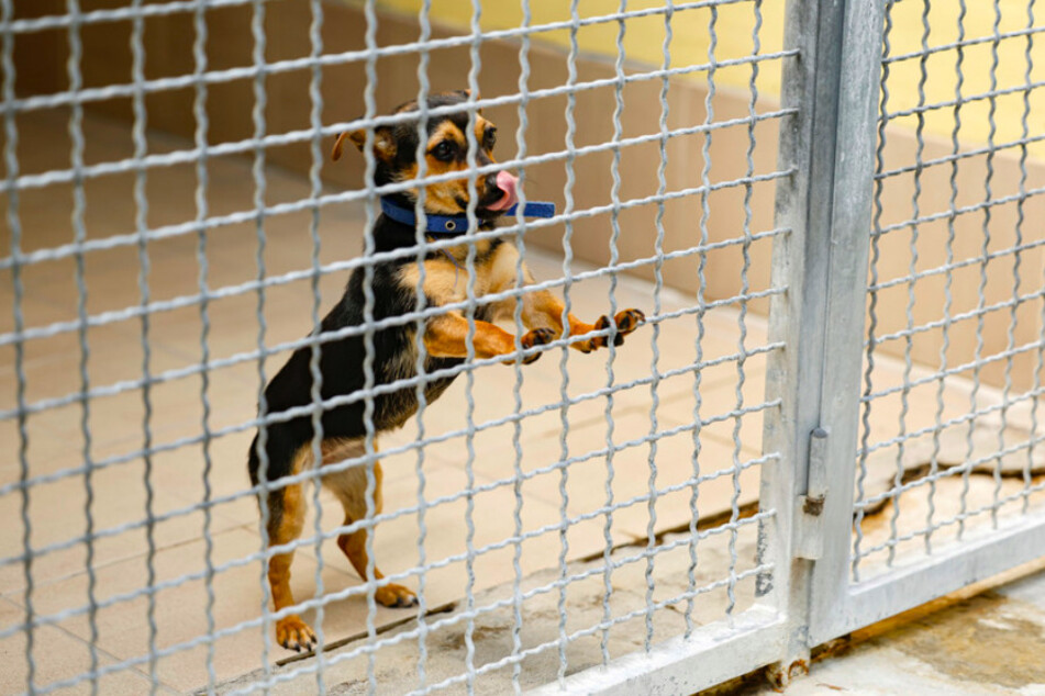 Mischling Jessy (1) ist in ihrer Box im Tierheim Nürnberg. Vor allem junge Hunde landen derzeit in den Heimen, weil ihre Halter überfordert sind.