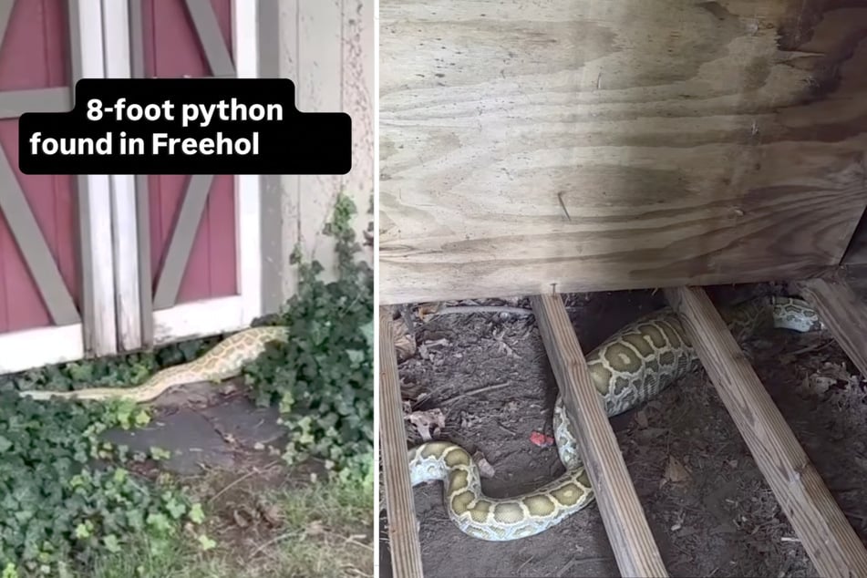 Ein 2,40 Meter langer Python wurde unter einem Schuppen entdeckt.