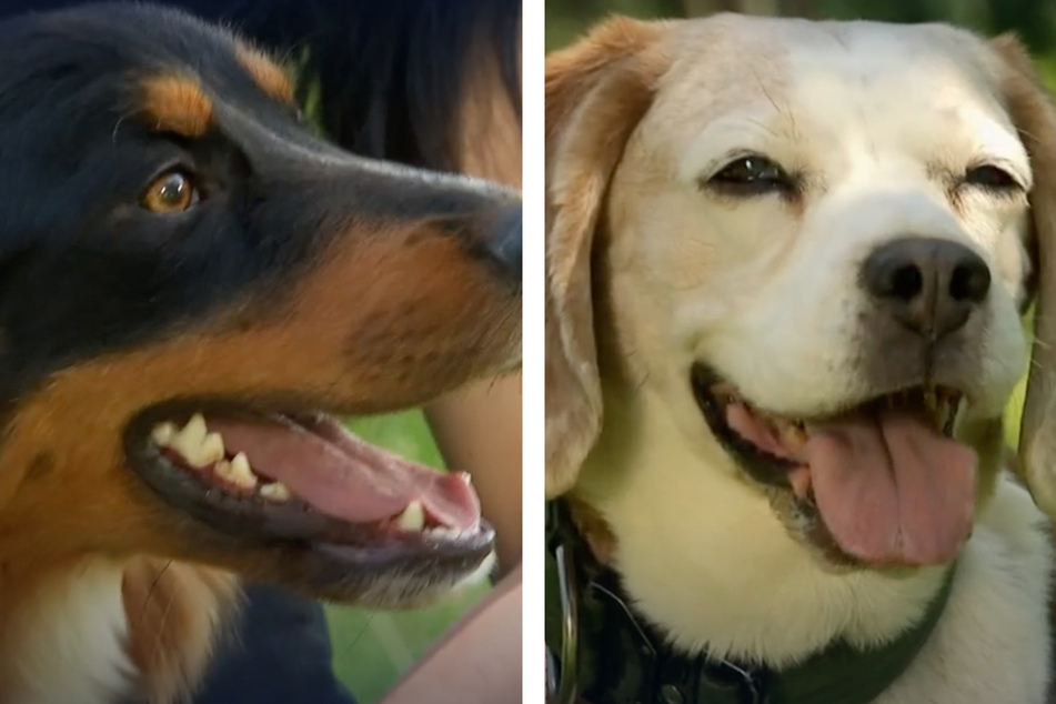 Von Krankheiten gebeutelt: Puck und Betty hoffen trotzdem auf ein neues Zuhause