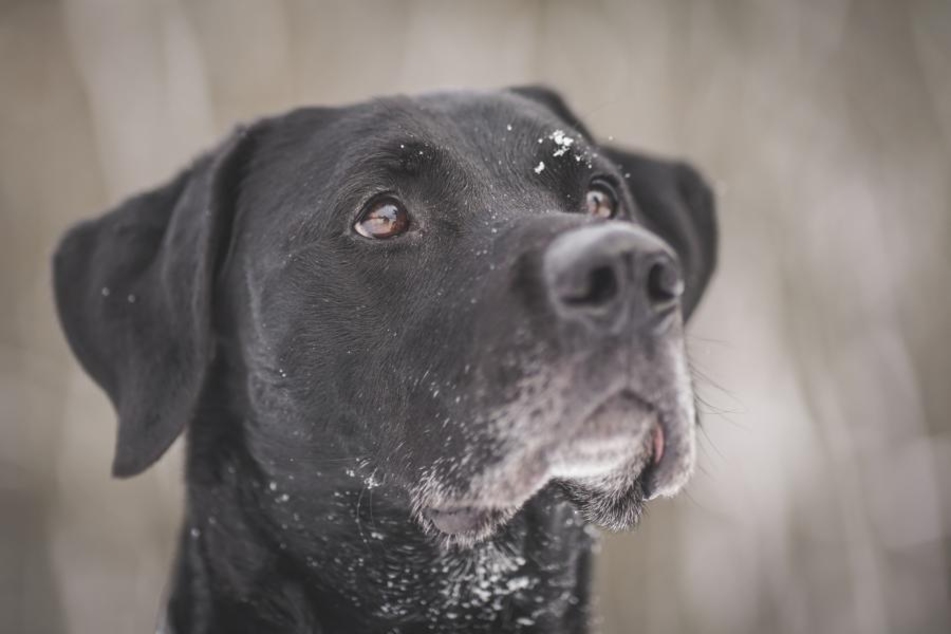 Labrador-Mischling Buddy (9) sucht einen Menschen, der ihn versteht.