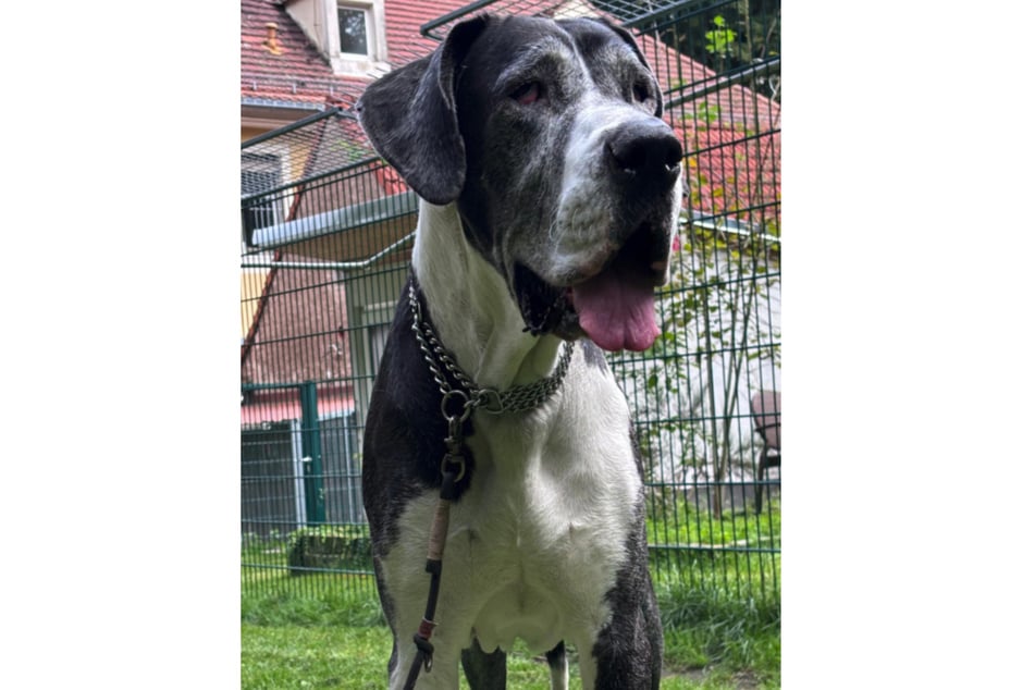 Jill necesita mucho cariño y busca un hogar amoroso.