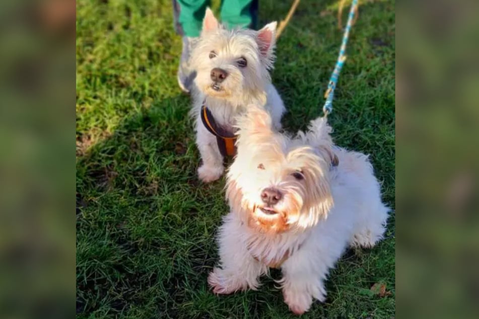 Wer kann die niedlichen West Highland Terrier adoptieren und ihnen das Leben versüßen?