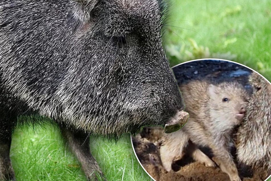 Saumäßige Kontroll-Freaks: Zoo-Nachwuchs hat keine Minute Ruhe