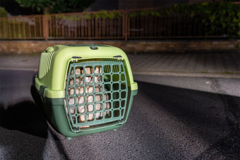 Schließlich konnte die Katze unverletzt an ihre Halter übergeben werden.