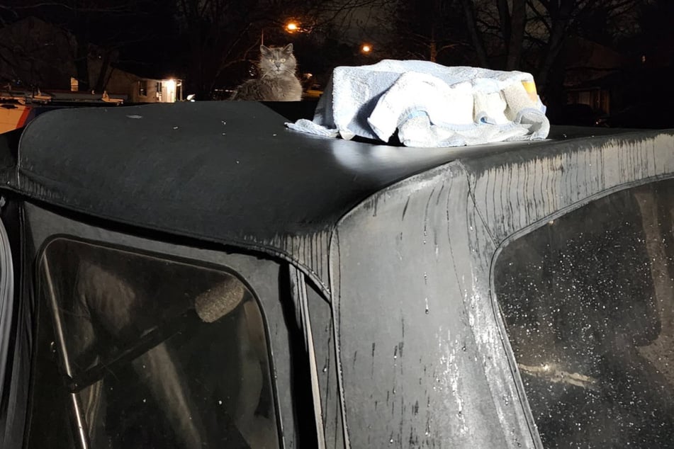 Mit dem Regen kam auch das Muttertier, um die Babys zu beschützen.