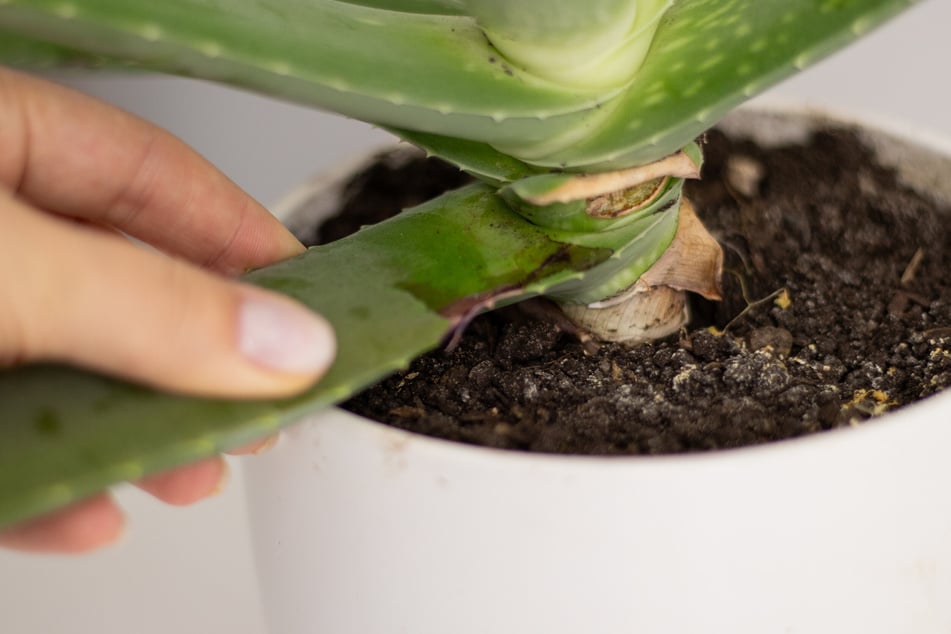 Um eine Aloe vera stabiler einzupflanzen, kann man ihr unteres Blatt abschneiden.