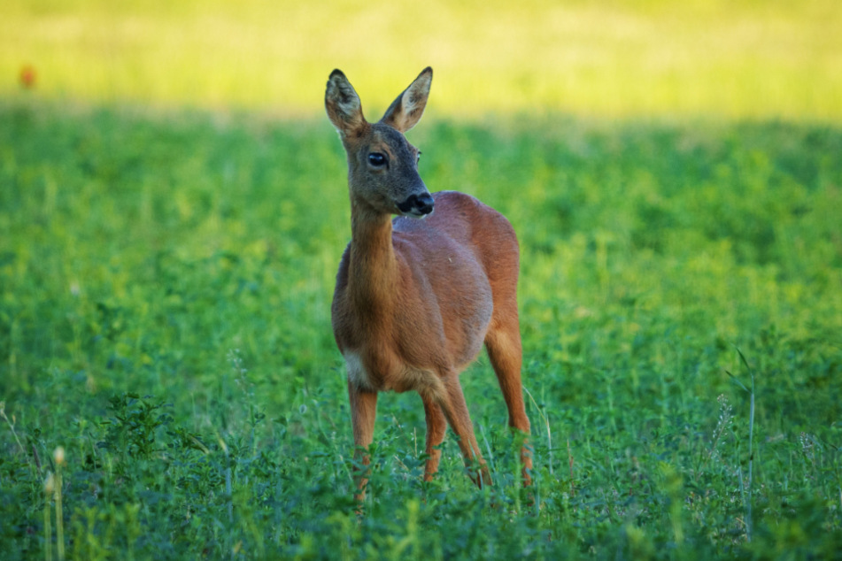 "Bambi" ein "Supergau für die Forstwirtschaft": Das Reh als Schädling
