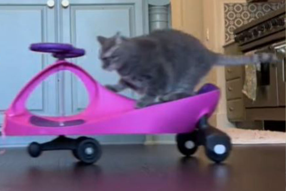 Cat Aurora takes a hilarious joyride on a toy wagon in her hit viral video on TikTok.