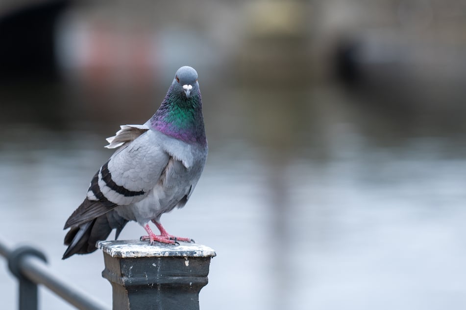 Kleines Ziel, großes Leid: In der Kleinstadt Kleve hat ein bislang unbekannter Täter offenbar tierischen Hass auf Tauben. (Symbolfoto)