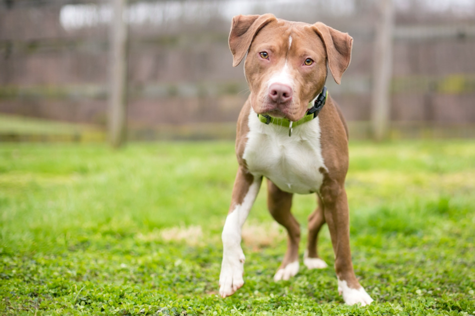 The family's dog was a pit bull mix (stock image).