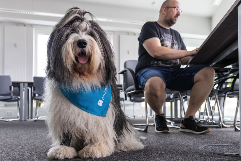 Dental Wings bietet ein freundliches Umfeld - auch für Hunde :-)
