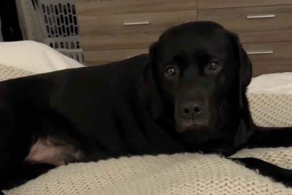 Die Labrador-Hündin "Poppy" blieb lieber gemütlich liegen, anstatt sich zu ihrer Besitzerin zu kuscheln.