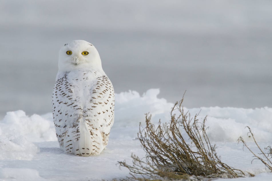 A snow owl is pictured at Boundary Bay in Vancouver, British Columbia, Canada.