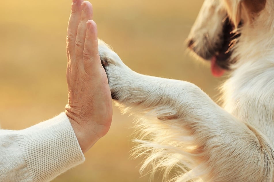 Auf das Kommando "Pfötchen" hin soll der Hund seine Pfote in die Hand des Menschen legen.