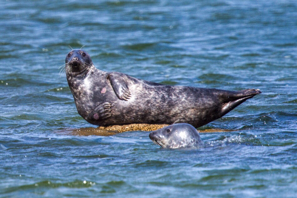 In der Ostsee leben schätzungsweise 300 bis 400 Kegelrobben.