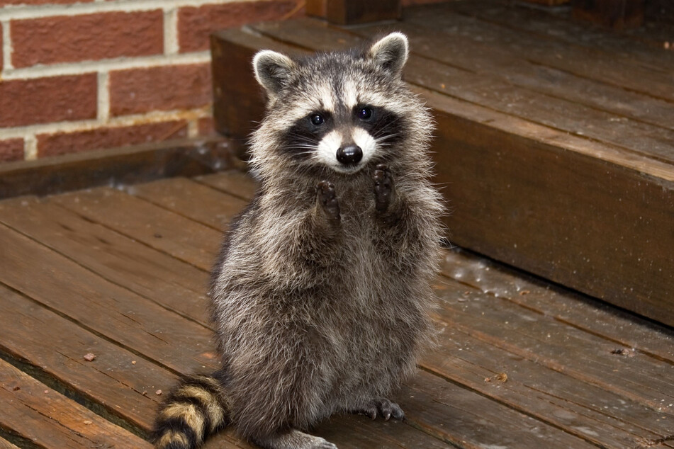 Bei diesem Blick könnte man kaum meinen, dass ein Waschbär durchaus auch gefährlich sein kann. (Symbolfoto)