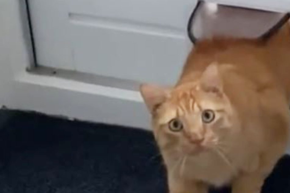 Katze taucht im falschen Haus auf: Ihre Reaktion ist unbezahlbar!