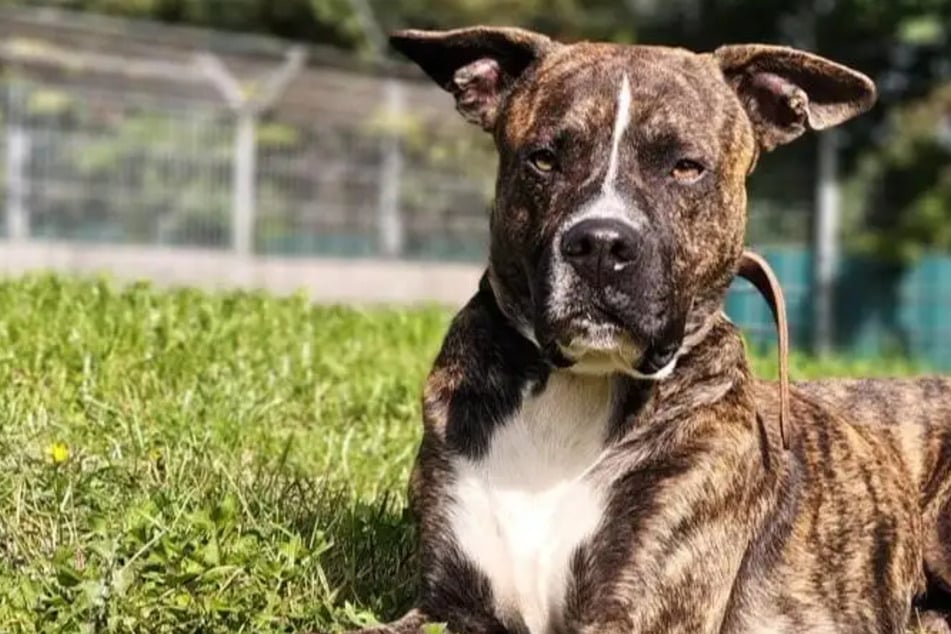 Vorsicht bei Kleintieren und Kindern: Boxer-Pointer-Mix Kalle ist auf der Suche nach einem neuen Zuhause