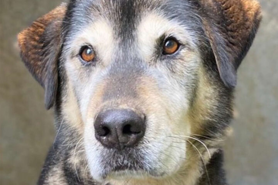 Von seinen neun Jahren hat Hund Duman den allergrößten Teil im Tierheim Bergheim verbracht.