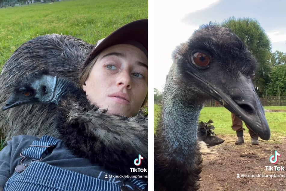 Emu Emmanuel kämpft um sein Leben - die Vogelgrippe treibt auf seiner Farm ihr Unwesen.