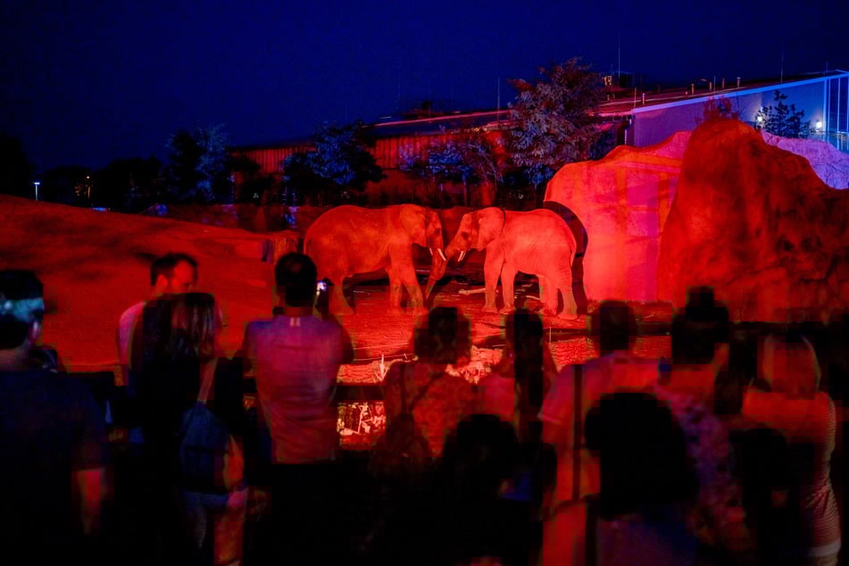 Die Jubiläums-Zoonacht feiert das 25-jährige Bestehen des Magdeburger Zoos.