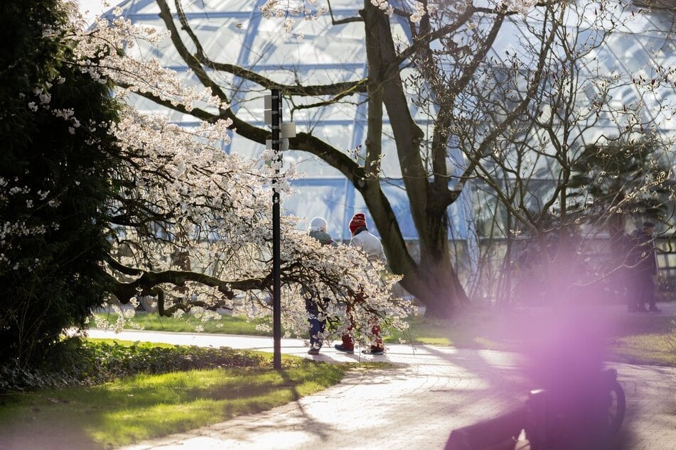 Menschen genießen bei Sonnenschein einen Spaziergang im Botanischen Garten in der Kölner Flora. (Archivfoto)