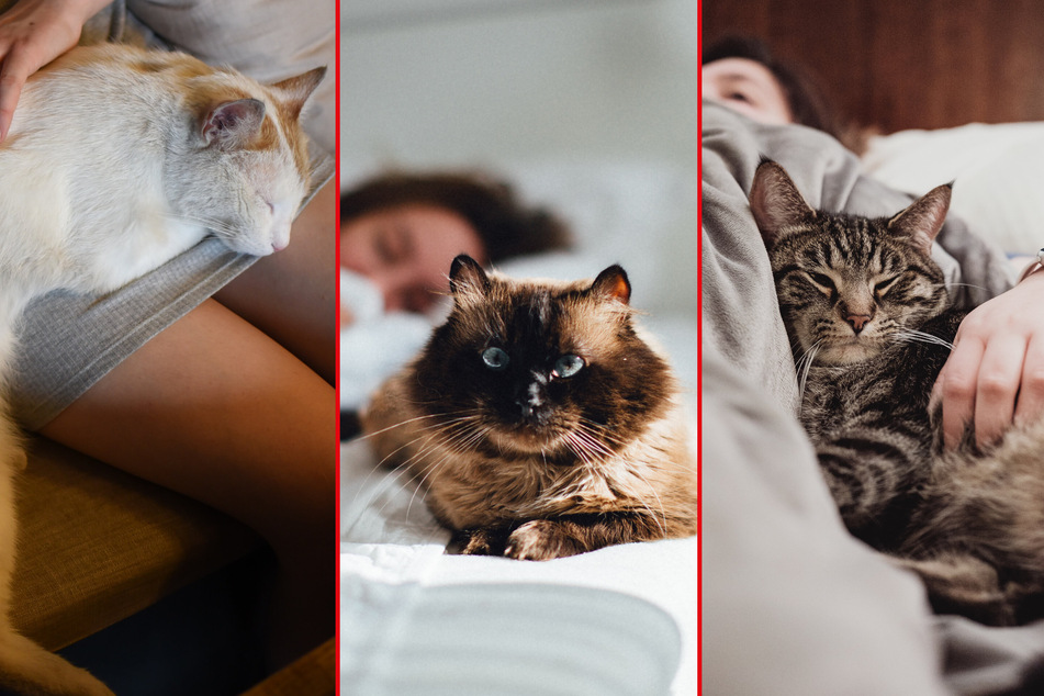 Cats love a good snuggle, but why do they like to sleep on their human?