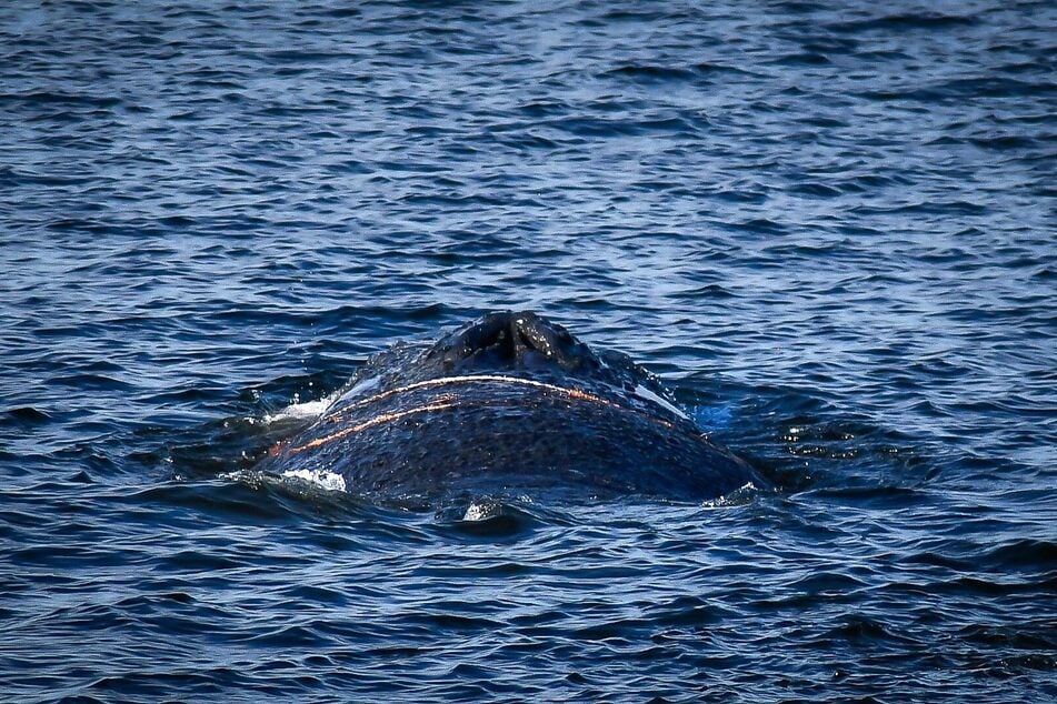 Der Wal ist bereits Anfang März im Wismarer Hafen entdeckt worden.