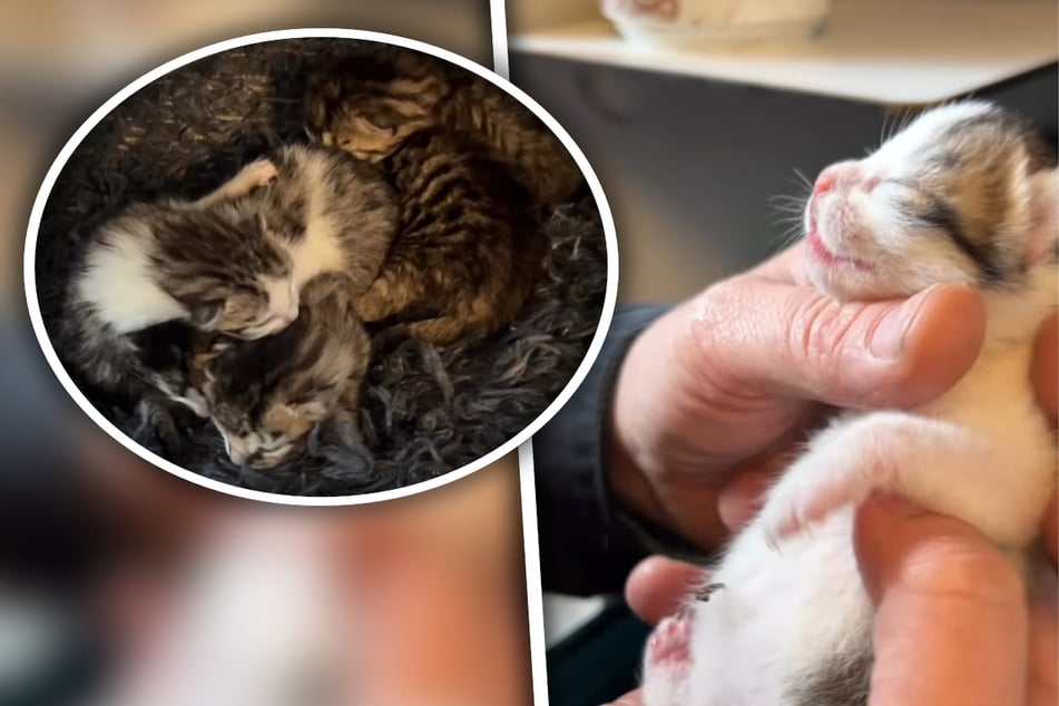 Katzen-Babys haben noch Nabelschnüre am Bauch, als ihre Mutter plötzlich weg ist
