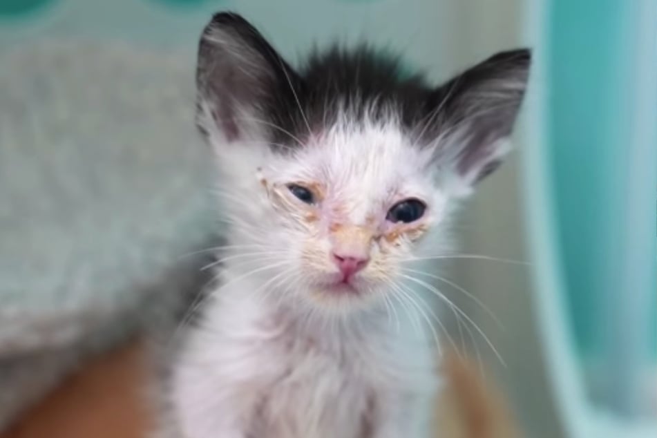 Maurizio the cat had an eye infection and was severely malnourished when he was brought to an animal shelter in July.