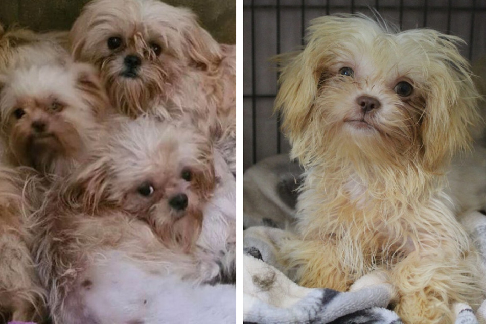 Many of the Shih Tzu's rescued were in extremely bad shape.