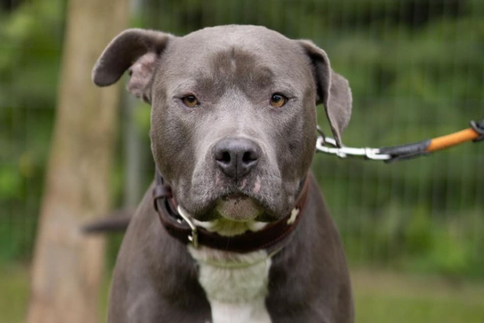 Buddy hat während seiner Zeit im Tierheim Troisdorf schon jede Menge gelernt und sucht nun souveräne Hundefreunde, die ihn zu handeln wissen.