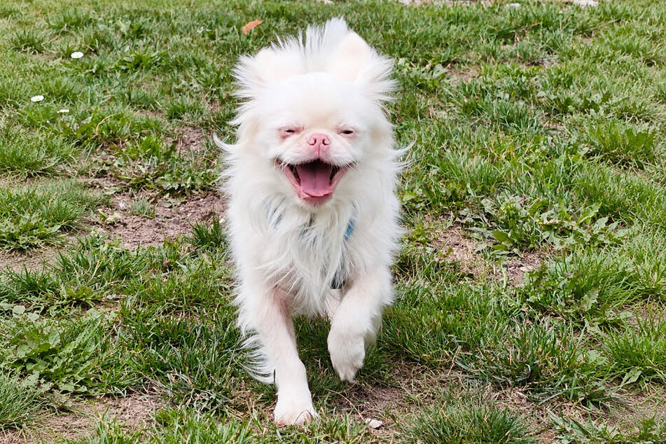 Pekinese Kuki lässt sich so leicht nicht die Laune verderben.